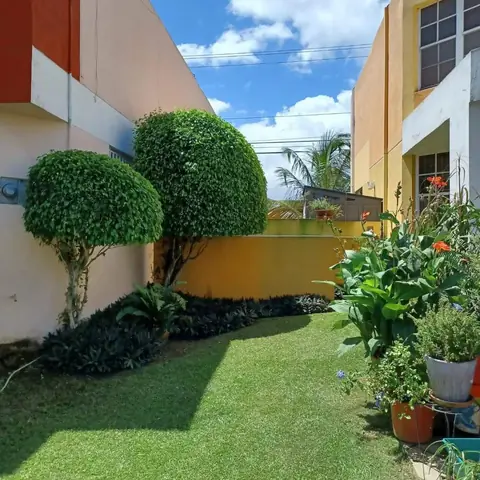Tree and palm trimming