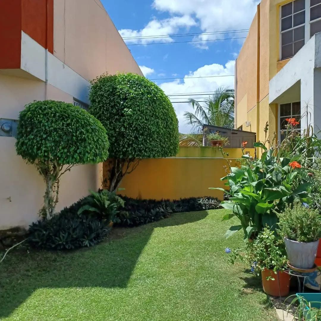 Tree and palm trimming